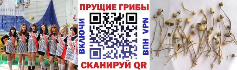 Галлюциногенные грибы мицелий Мценск