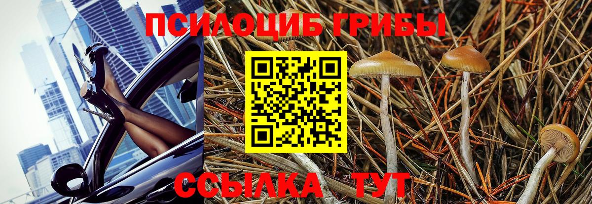 Псилоцибиновые грибы Psilocybine cubensis Мценск